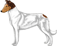 Mahogany Head White Smooth Collie