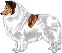 Mahogany Merle Head White Rough Collie