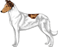 Mahogany Merle Head White Smooth Collie