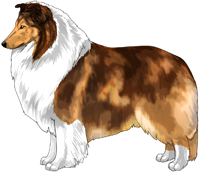 Mahogany Merle and White Rough Collie