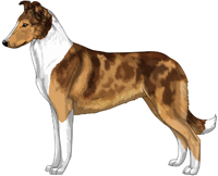 Mahogany Merle and White Smooth Collie