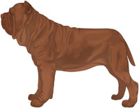 Mahogany Neapolitan Mastiff