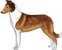 Mahogany and White Smooth Collie