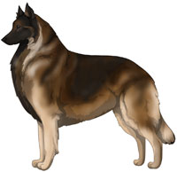 Mahogany Belgian Tervuren