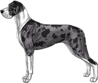 Merle mantle Great Dane