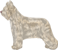 Near White Briard