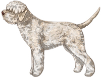 Off-White Lagotto Romagnolo