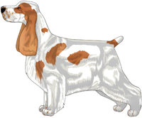 Orange and White English Cocker Spaniel