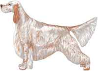 Orange Belton English Setter