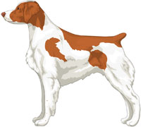 Orange and White Brittany