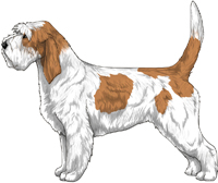 White & Orange Grand Basset Griffon Vendéen