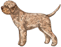 Orange Lagotto Romagnolo