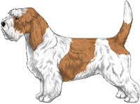 White & Orange Petit Basset Griffon Vendeen