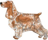 Orange Roan English Cocker Spaniel