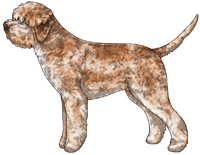 Orange Roan Lagotto Romagnolo