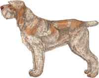 Orange Roan Spinone Italiano