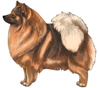 Orange Sable German Spitz