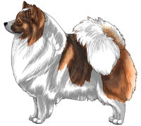 Orange Sable Parti German Spitz