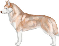 Pale Red and White Siberian Husky