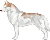 Pale Red Piebald Siberian Husky