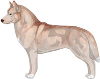 Pale Red Siberian Husky