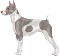 Pearl & White Rat Terrier