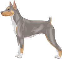 Pearl Tri Rat Terrier