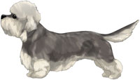 Pepper Dandie Dinmont Terrier