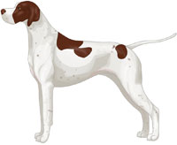 Liver Pointer