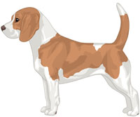 Red & White Beagle