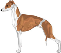 Red and White Italian Greyhound