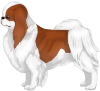 Red & White Japanese Chin