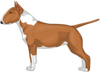 Red & White Miniature Bull Terrier