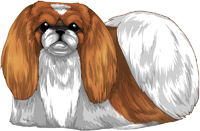 Red & White Pekingese