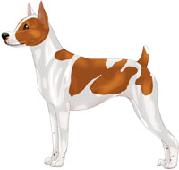 Red & White Rat Terrier