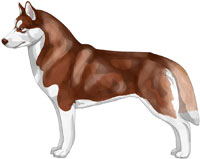 Red and White Siberian Husky