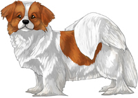 Red & White Tibetan Spaniel