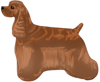 Red American Cocker Spaniel