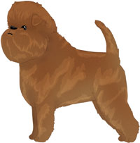 Red Affenpinscher