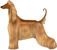 Red Afghan Hound