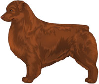 Red Australian Shepherd