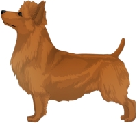 Red Australian Terrier