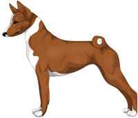 Red and White Basenji