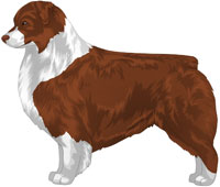 Red Bi Australian Shepherd