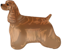 Red Bi-Color American Cocker Spaniel