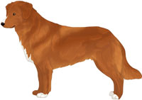 Red with Black Nose Nova Scotia Duck Tolling Retriever