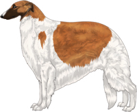 Red with Black Mask and Piebald White Markings Borzoi