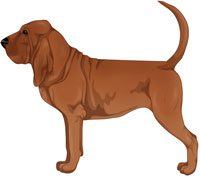 Red Bloodhound
