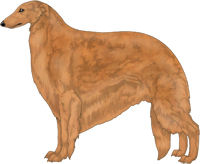 Red Borzoi