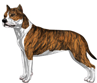 Red Brindle & White American Staffordshire Terrier